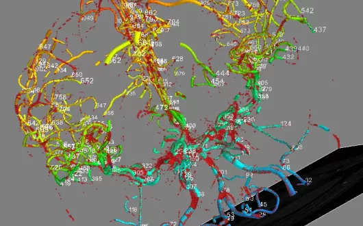 Visualization of arteries geometric model: surface (blue to yellow), volume (red), skeleton branches (numbered chains of voxels).