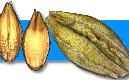 Analiza obrazów żywności 