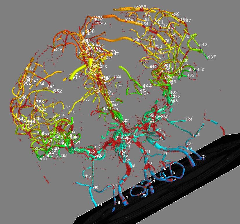 Visualization of arteries geometric model: surface (blue to yellow), volume (red), skeleton branches (numbered chains of voxels).